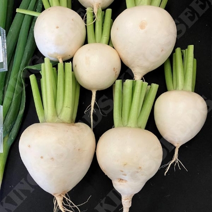 Picture of Turnip Tokyo Club F1